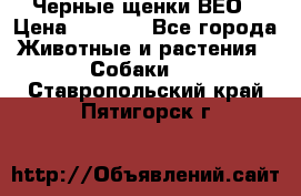 Черные щенки ВЕО › Цена ­ 5 000 - Все города Животные и растения » Собаки   . Ставропольский край,Пятигорск г.